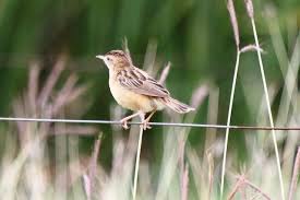 Image result for Cisticola juncidis