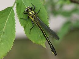Attēlu rezultāti vaicājumam “Gomphus vulgatissimus”