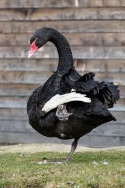 Attēlu rezultāti vaicājumam “Cygnus atratus”