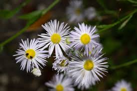 Attēlu rezultāti vaicājumam “Erigeron annuus flower”