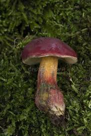 Attēlu rezultāti vaicājumam “Xerocomus rubellus”