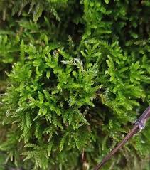 Attēlu rezultāti vaicājumam “Eurhynchiastrum pulchellum macro”