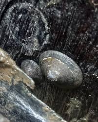 Attēlu rezultāti vaicājumam “Polycephalomyces tomentosus”