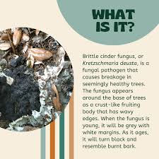 Attēlu rezultāti vaicājumam “Kretzschmaria deusta”