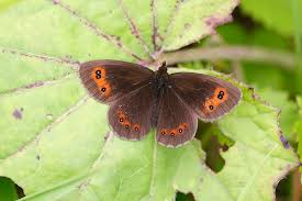 Attēlu rezultāti vaicājumam “Erebia aethiops underside”