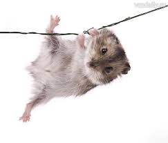 Image result for хомек