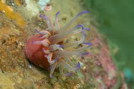 Image result for sea Anemone