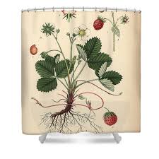 Attēlu rezultāti vaicājumam “Fragaria viridis”