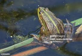 Attēlu rezultāti vaicājumam “Pelophylax adult”