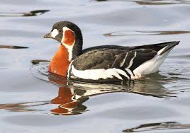 Attēlu rezultāti vaicājumam “Branta ruficollis adult”