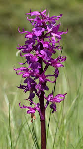 Attēlu rezultāti vaicājumam “Orchis mascula bud”