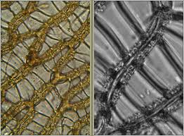 Attēlu rezultāti vaicājumam “Sphagnum papillosum”