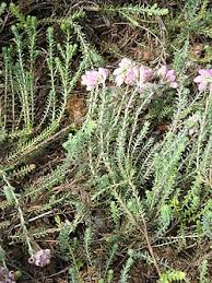 Attēlu rezultāti vaicājumam “Erica tetralix”