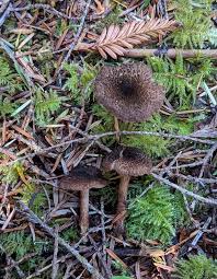 Attēlu rezultāti vaicājumam “Inocybe lanuginosa”