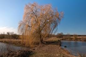 Attēlu rezultāti vaicājumam “Salix alba”