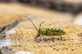 Attēlu rezultāti vaicājumam “Saperda scalaris”