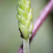 Attēlu rezultāti vaicājumam “Plantago major subsp. intermedia”