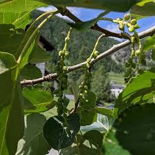 Attēlu rezultāti vaicājumam “Populus x jackii leaf”