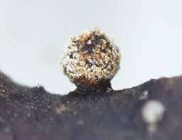 Attēlu rezultāti vaicājumam “Didymium xanthopus spores”