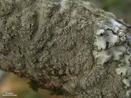 Attēlu rezultāti vaicājumam “Lecanora chlarotera”