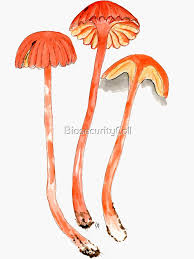 Attēlu rezultāti vaicājumam “Hygrocybe cantharellus”