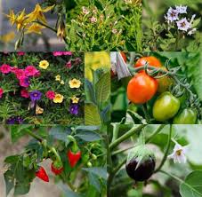 Attēlu rezultāti vaicājumam “Solanaceae”