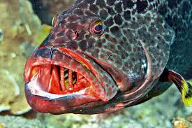 Image result for Mycteroperca venenosa