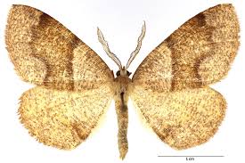 Attēlu rezultāti vaicājumam “Plagodis pulveraria”