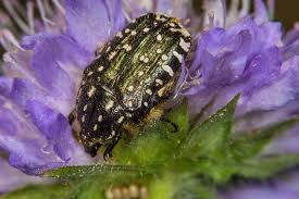 Attēlu rezultāti vaicājumam “Oxythyrea funesta imago”