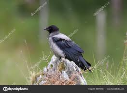 Attēlu rezultāti vaicājumam “Corvus cornix adult”