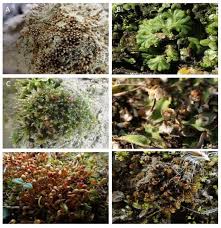 Attēlu rezultāti vaicājumam “Homomallium incurvatum”