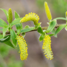 Attēlu rezultāti vaicājumam “Salix cinerea male flower”