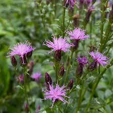 Attēlu rezultāti vaicājumam “Serratula tinctoria leaf”