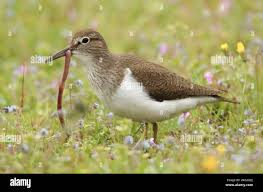 Attēlu rezultāti vaicājumam “Actitis hypoleucos”