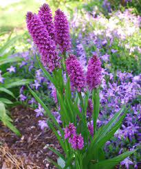 Attēlu rezultāti vaicājumam “Dactylorhiza maculata leaf”