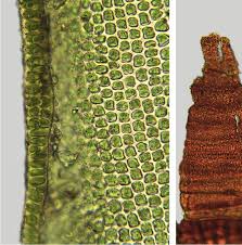 Attēlu rezultāti vaicājumam “Schistidium apocarpum stalked”