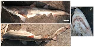 Image result for Carcharias