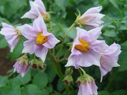 images?q=tbn:ANd9GcRqm_1v0K7IT14fSrpvxpuZ41jhgvUy1o8NqSWwGBcCOmxHfNt5