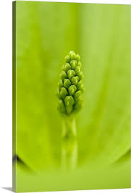 Attēlu rezultāti vaicājumam “Listera ovata”