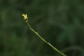 Attēlu rezultāti vaicājumam “Sisymbrium volgense leaf”