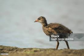 Attēlu rezultāti vaicājumam “Gallinula chloropus juvenile”