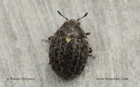 Attēlu rezultāti vaicājumam “Cytilus sericeus”