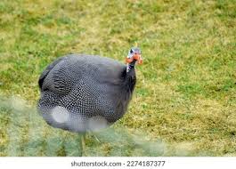 Attēlu rezultāti vaicājumam “Galliformes”