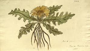 Image result for Thaddus Haenke