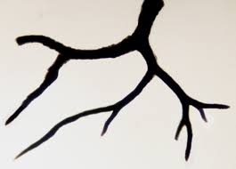 Attēlu rezultāti vaicājumam “Hypotrachyna sp.”