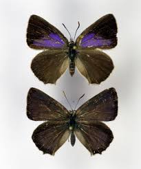 Attēlu rezultāti vaicājumam “Favonius quercus”