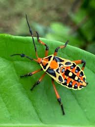 Attēlu rezultāti vaicājumam “Thecabius affinis nymph”