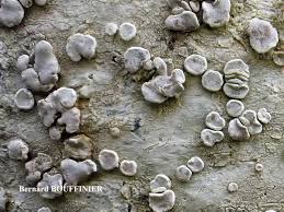 Attēlu rezultāti vaicājumam “Lecanora albella”