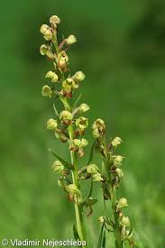 Attēlu rezultāti vaicājumam “Coeloglossum viride flower”