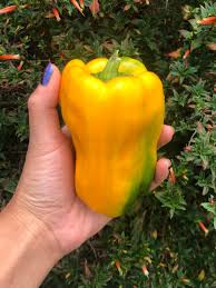 Afbeeldingsresultaat voor giant 3 sweet pepper